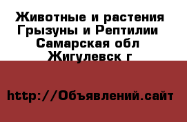 Животные и растения Грызуны и Рептилии. Самарская обл.,Жигулевск г.